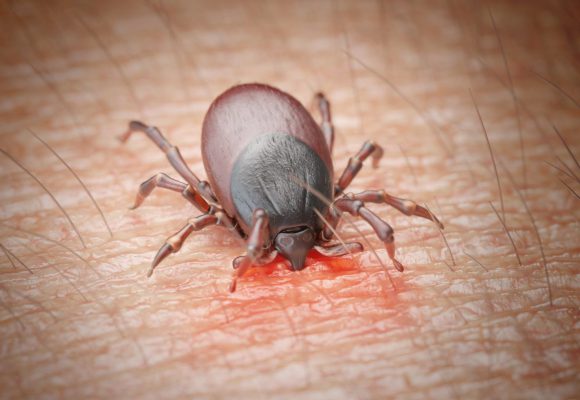 Lyme Disease: 10 Signs To Watch For