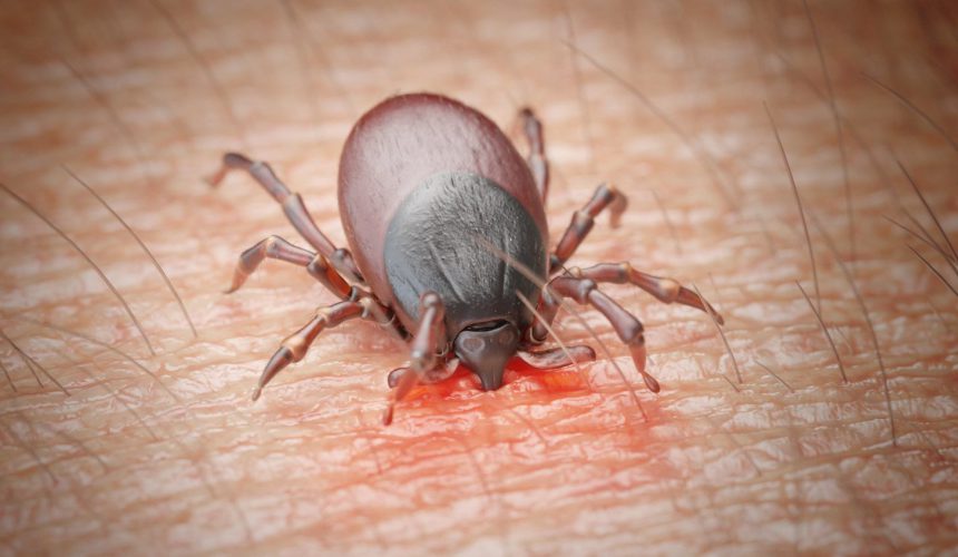 Lyme Disease: 10 Signs To Watch For